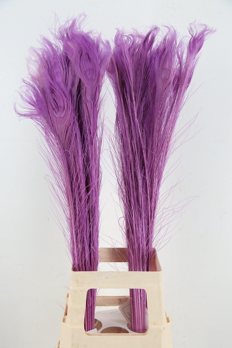 <h4>Feather Peacock Milka 90cm</h4>