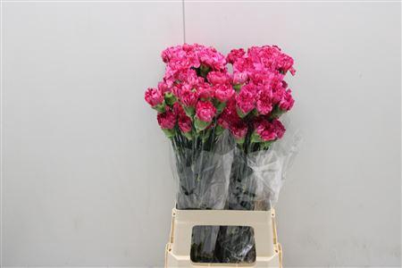 <h4>Di St Extravaganza</h4>