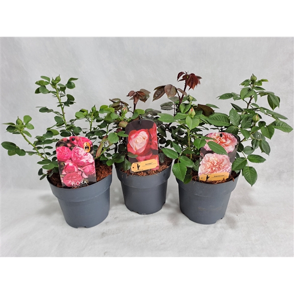 <h4>Roos struik grootbloemig P19 MIX licentie</h4>