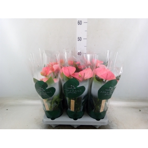 Anthurium andr. 'Sweet Dream'