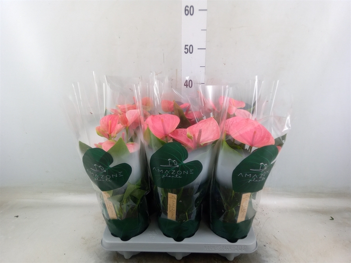 <h4>Anthurium andr. 'Sweet Dream'</h4>