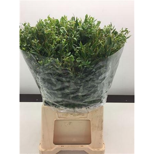 Euc Parvifolia Kort