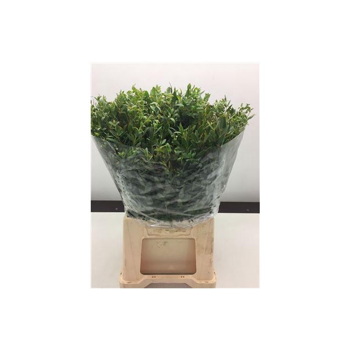 <h4>Euc Parvifolia Kort</h4>