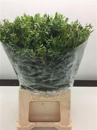 Euc Parvifolia Kort