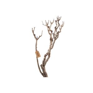 Syringa Branch Extra Cezanne