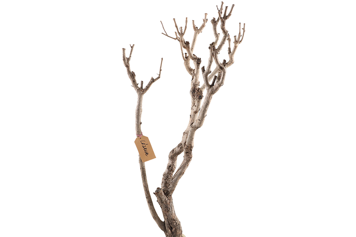 <h4>Syringa Branch Extra Cezanne</h4>