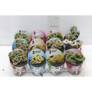 CACTUS CRISTATA VARIADO P09
