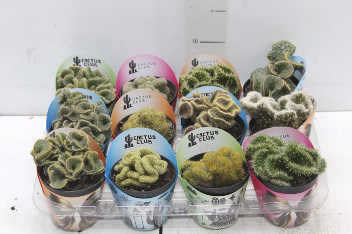 <h4>CACTUS CRISTATA VARIADO P09</h4>