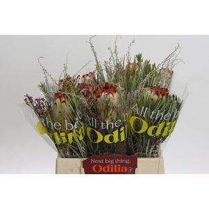 BQ Protea Aurumn SFB