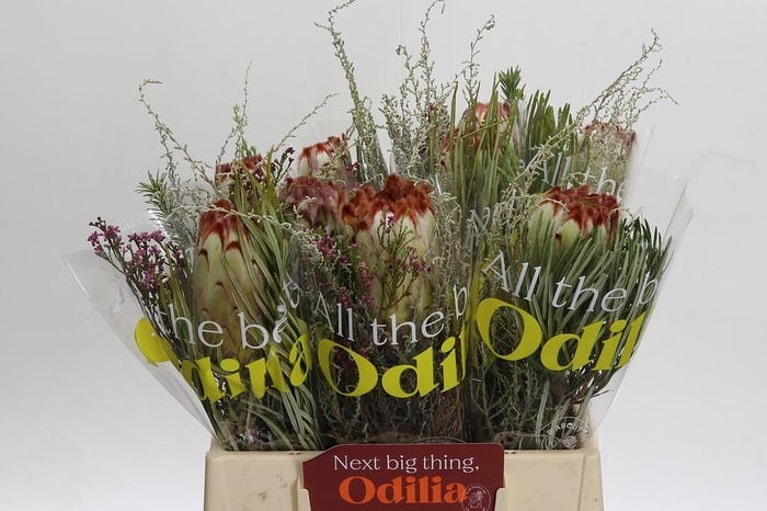 BQ Protea Aurumn SFB