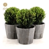 Ilex crenata 'Jenny'® Ball Ø20cm P17 in Wood