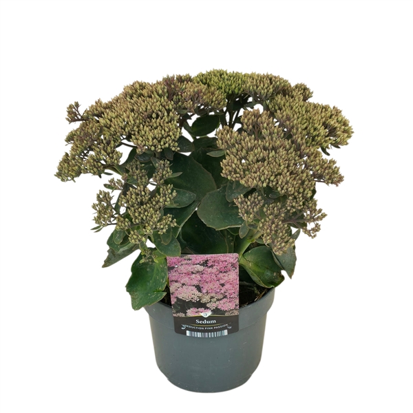 Sedum telephium Seduction Pink Passion