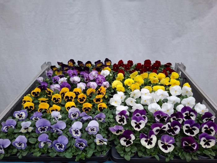 <h4>VIO WI DELTA GEM</h4>