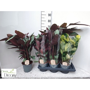 CTENANTHE OV