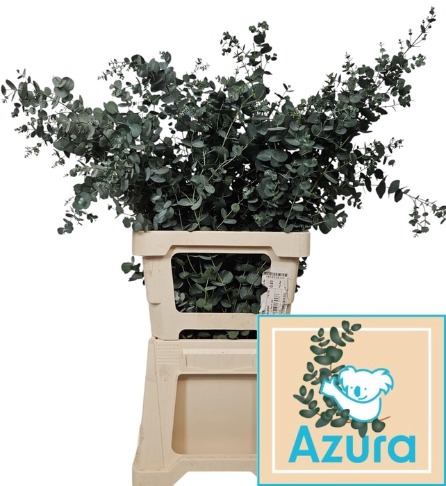 <h4>EUCA GU AZURA</h4>