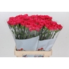 Dianthus St Bizet