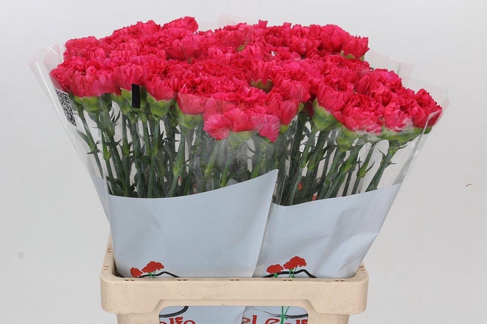 <h4>Dianthus St Bizet</h4>