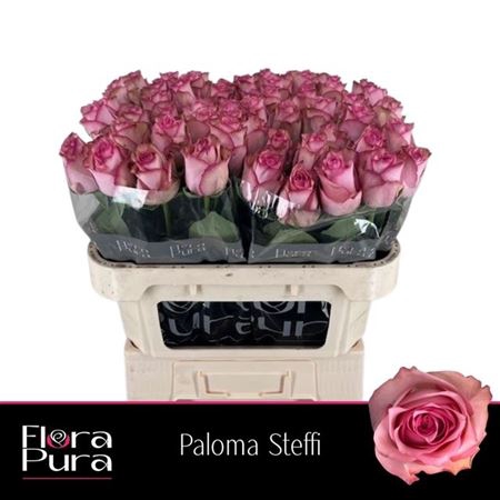 <h4>R Gr Paloma Steffi</h4>