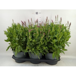 Salvia sylvestris 'Rose Marvel'