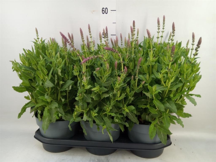 <h4>Salvia sylvestris 'Rose Marvel'</h4>