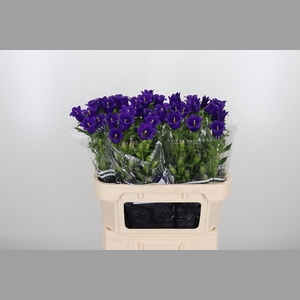 Campanula Cham Blue