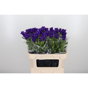 Campanula Cham Blue