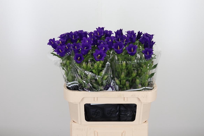 <h4>Campanula Cham Blue</h4>