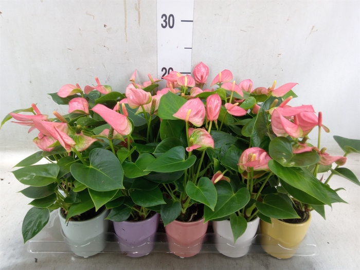 <h4>Anthurium andr. 'Easy Brian'</h4>