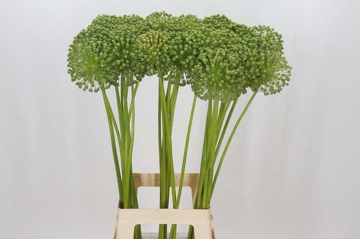 <h4>Allium Zaadbollen</h4>