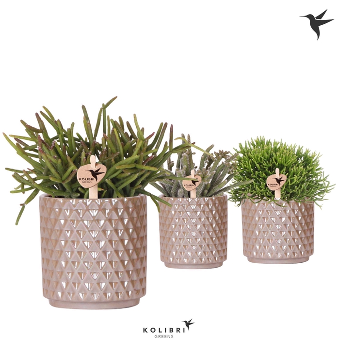 <h4>Kolibri Greens Rhipsalis mix in Diamond Pearl pot sand</h4>