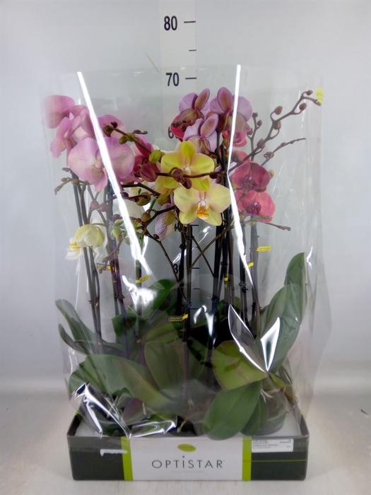 <h4>Phalaenopsis   ...mix  6</h4>