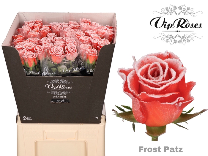 R GR FROST PATZ