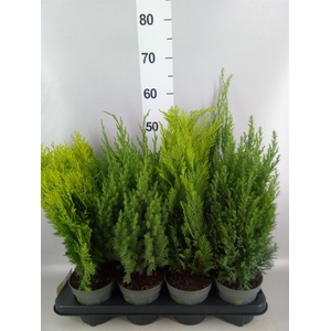 Conifers   ...mix