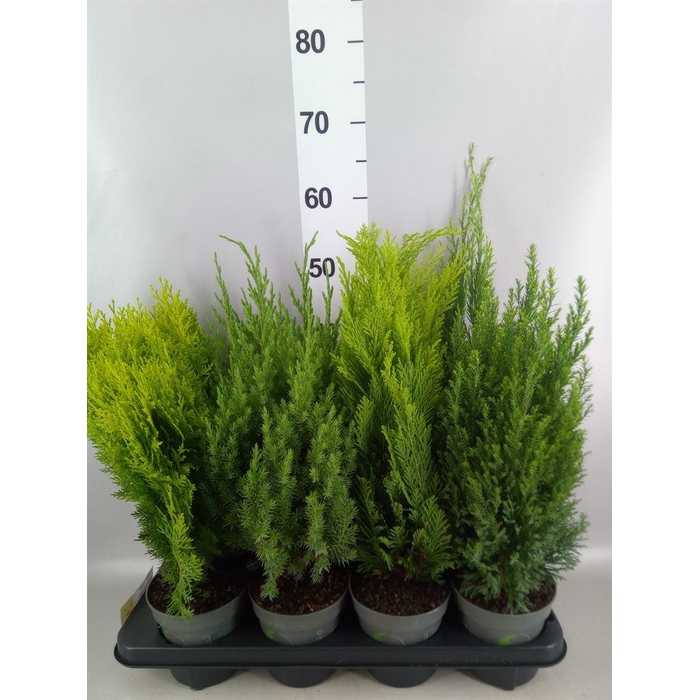 <h4>Conifers   ...mix</h4>
