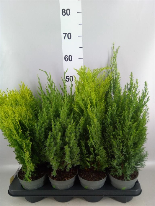 <h4>Conifers   ...mix</h4>