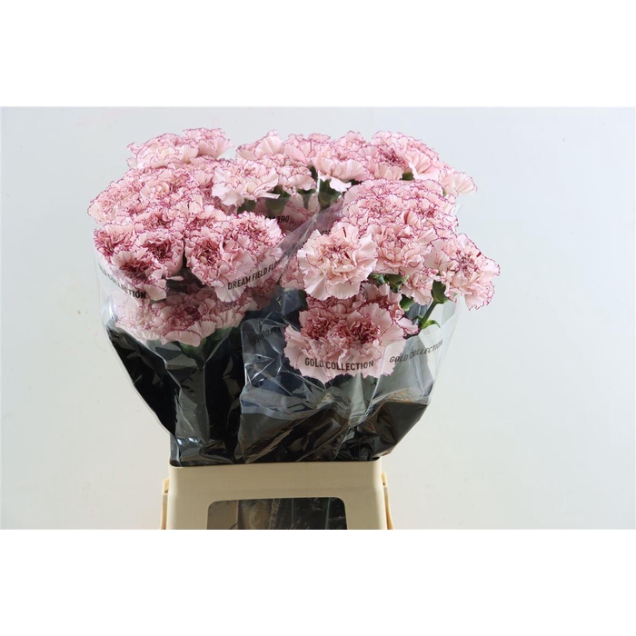 <h4>Di St Mariposa</h4>