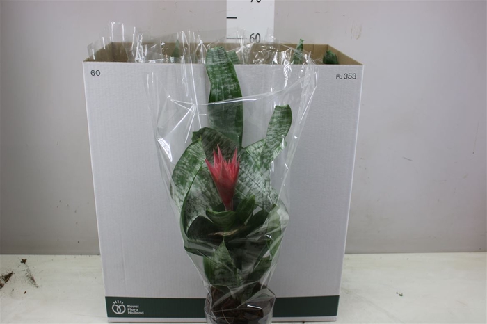<h4>Aechmea Fa Primera Rijp</h4>