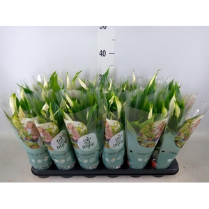 Spathiphyllum  'Pearl Cupido'