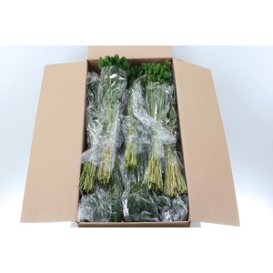 Phalaris Groen 100 gr