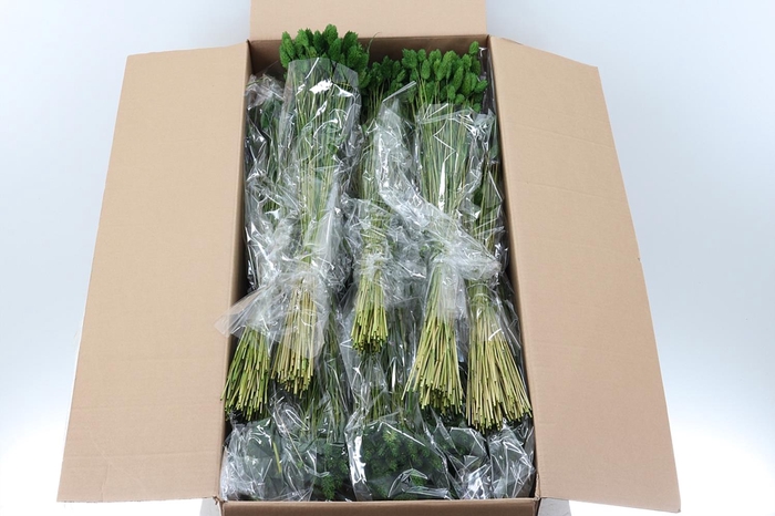 <h4>Phalaris Groen 100 gr</h4>