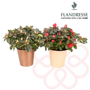 Azalea Flandresse® Stylisch potcover