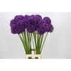 Allium Dark Knight