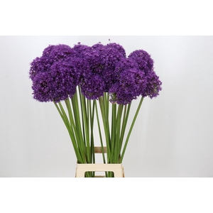 Allium Dark Knight