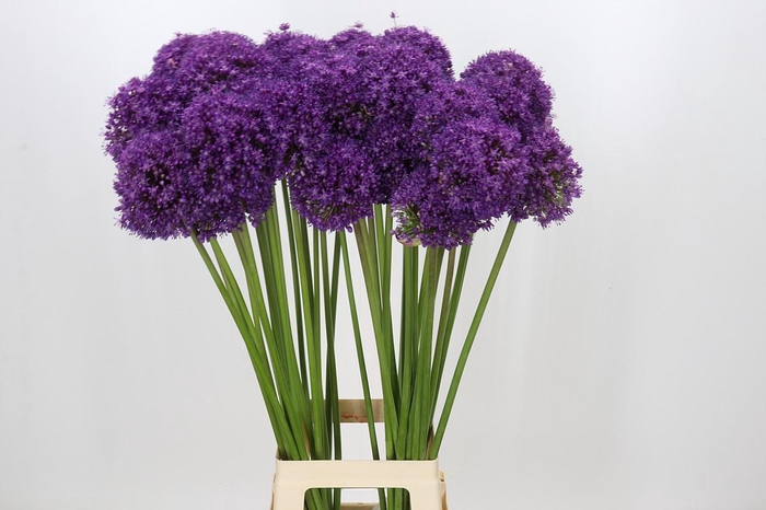 Allium Dark Knight