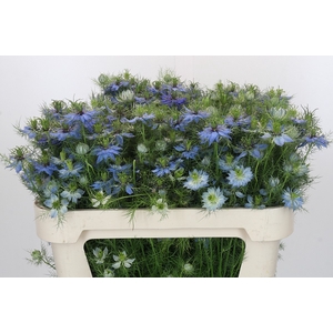 Nigella damascena Artistic Blue