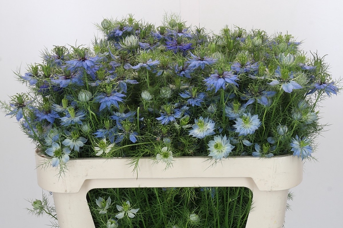 <h4>Nigella damascena Artistic Blue</h4>