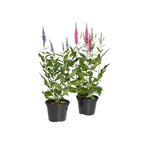 VERONICA LONGIFOLIA P14 VARIADO