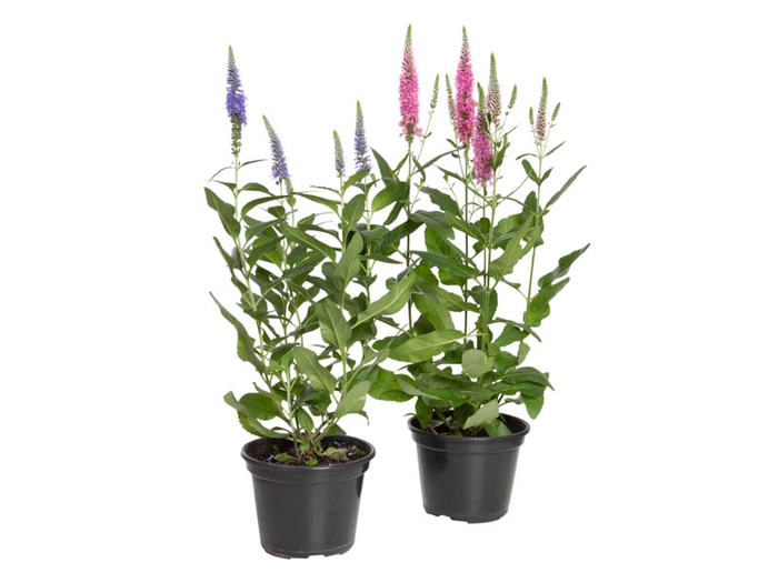 <h4>VERONICA LONGIFOLIA P14 VARIADO</h4>