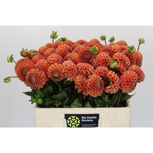 Dahlia Cornel Bronze