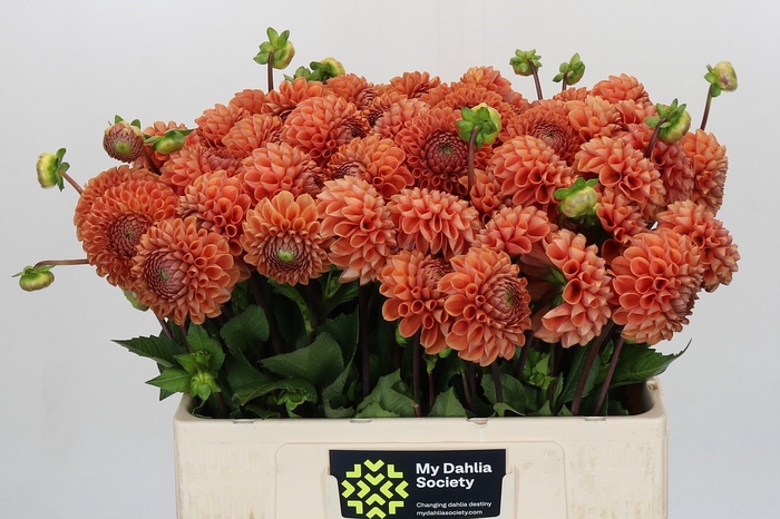 <h4>Dahlia Cornel Bronze</h4>